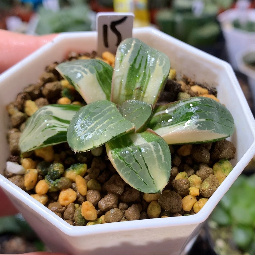 15号史扑寿锦带盆土