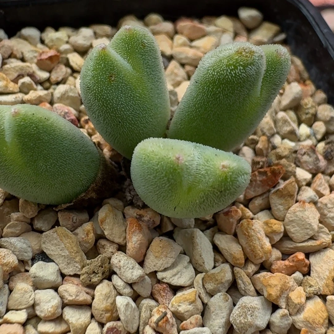 云缦精品番杏4.18 冰晶毛将