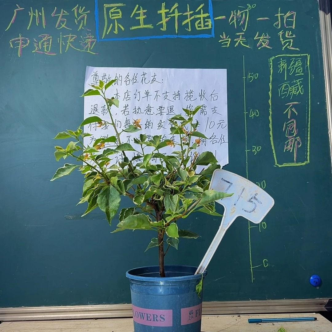当前无花栽培后可以开花黄蝶 715