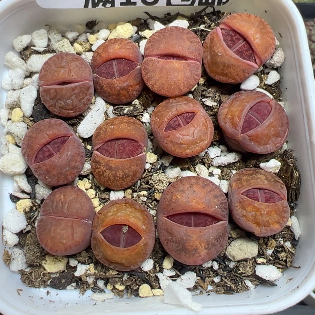 【闪购商品】 197。