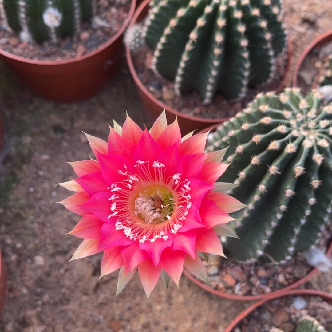 轮***痴实生黑金刚仙人球1