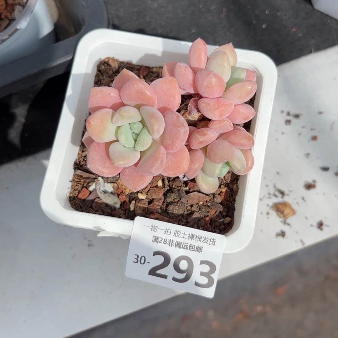 花斑鹿老桩多肉多肉