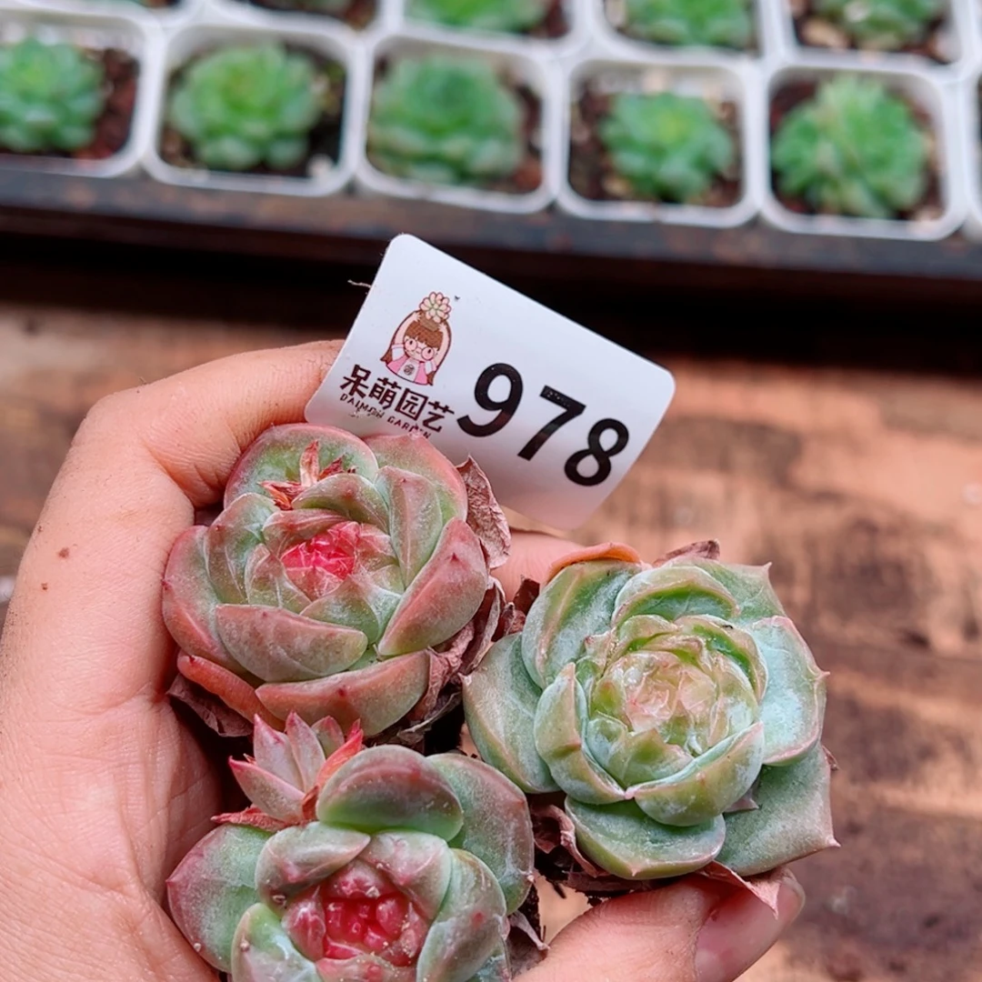 多肉植物多肉植物
