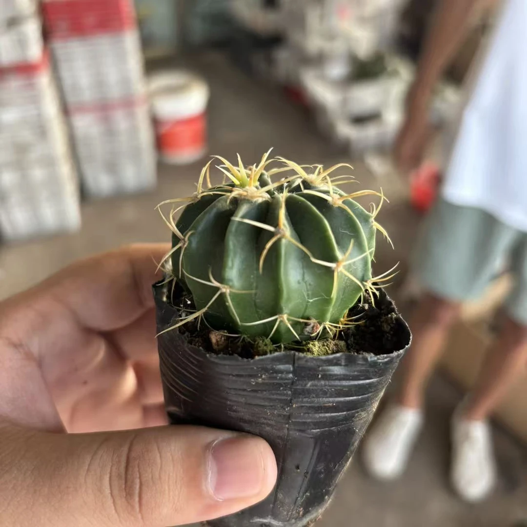 实生凌波4cm 3颗   仙人球夏型种绿植盆栽桌面阳台办