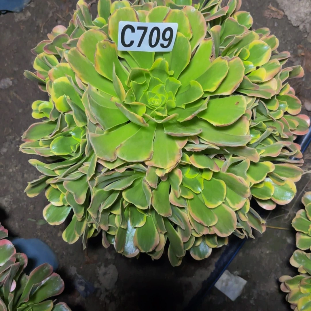 炫彩法师26//////43包邮