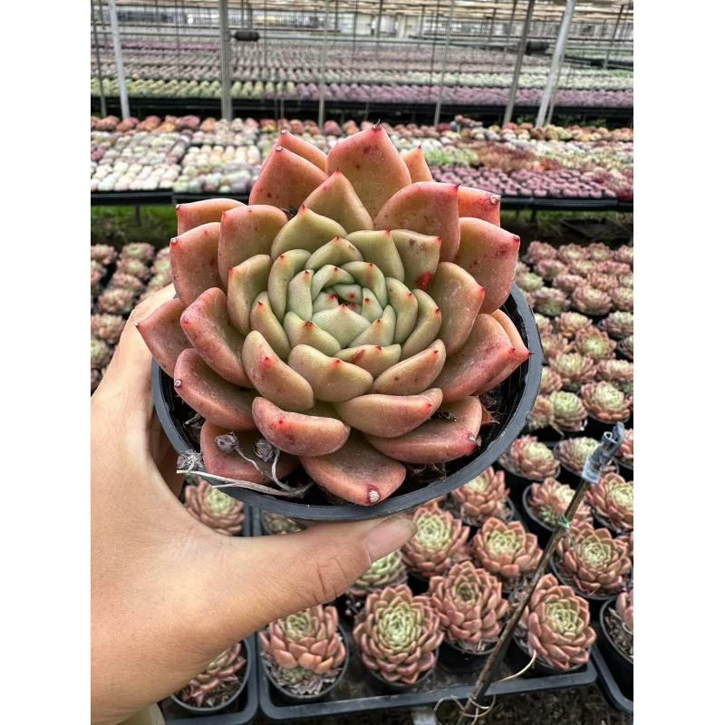 10#奶黄包多肉植物  前男友精品多肉