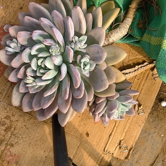 奥普多肉，单头，发货