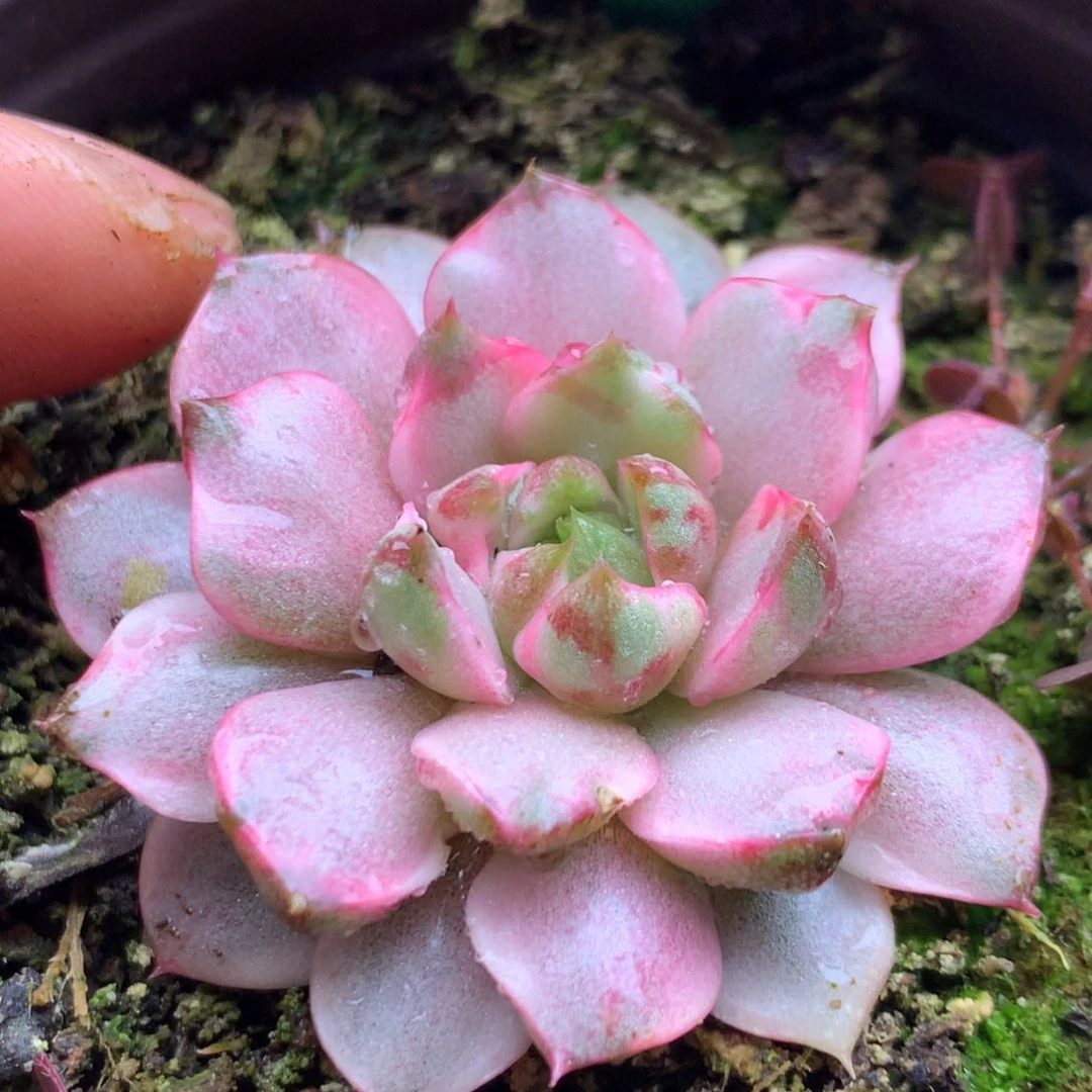 522血燕哈哈哈哈哈哈哈哈