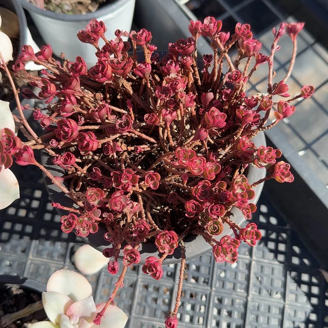 小球玫瑰多肉锦多肉