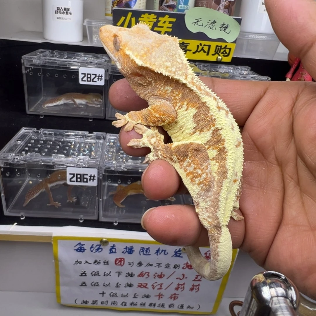 睫角守宫法布奇诺