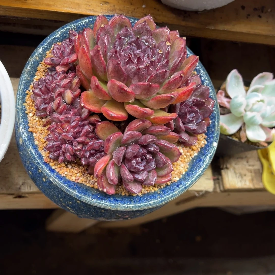 紫水晶 缀化 夏鸣园艺