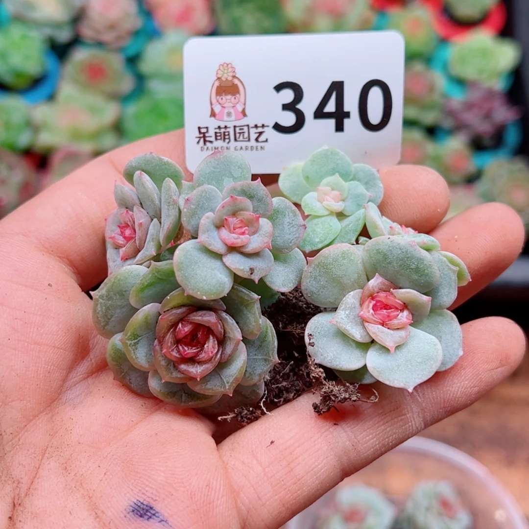 多肉植物多肉植物