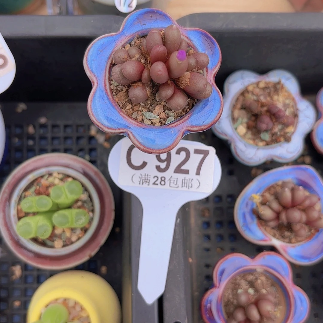 C927紫葡萄一物一拍