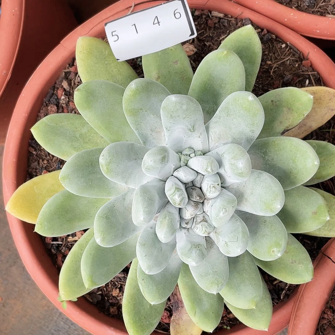 大宽叶拇指二代5146