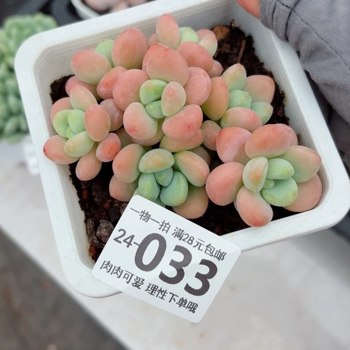 桔子洛神多肉无盆土发货