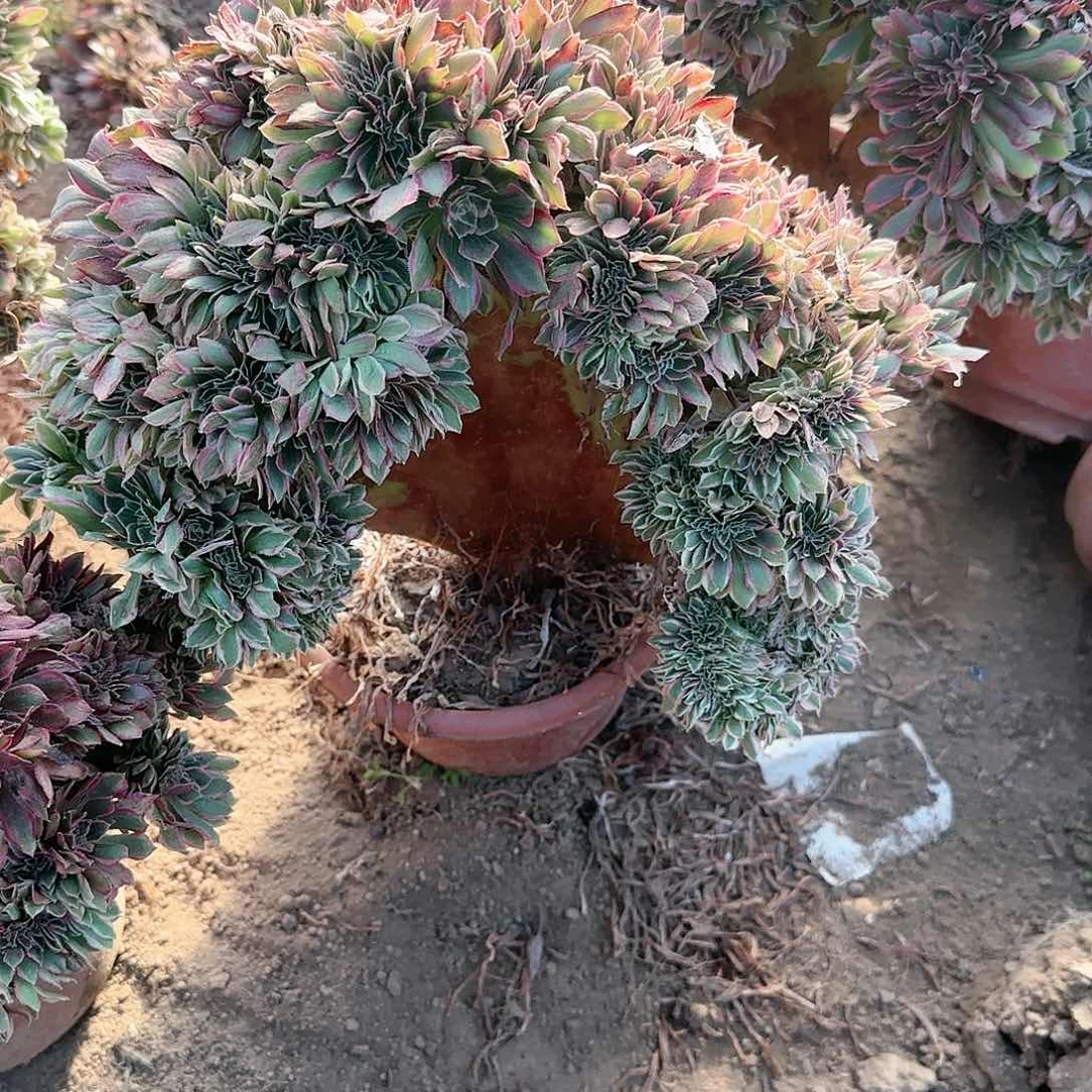 形**只缀话脱土发货一体化