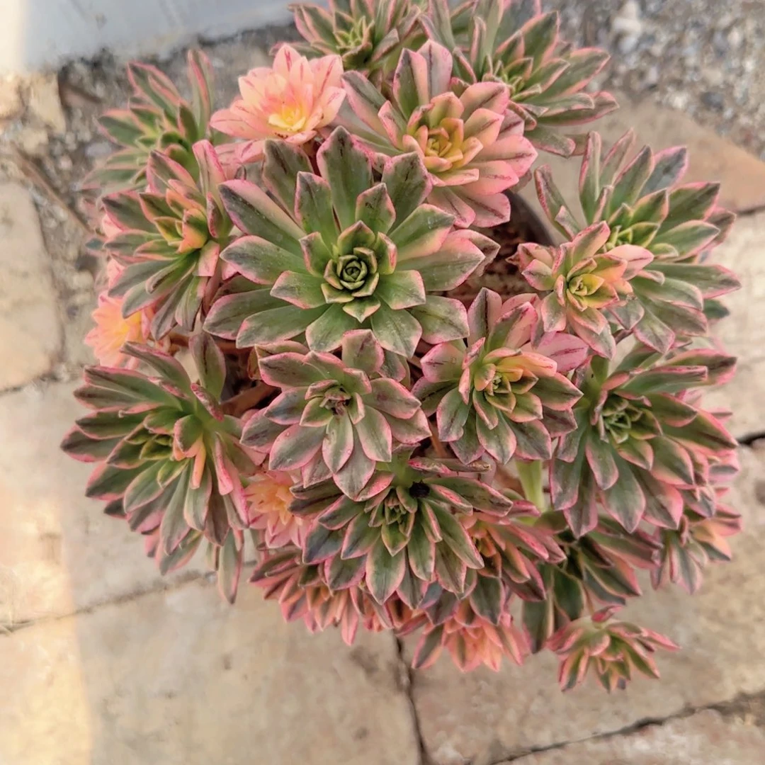 无花朵甜茶中号手捧