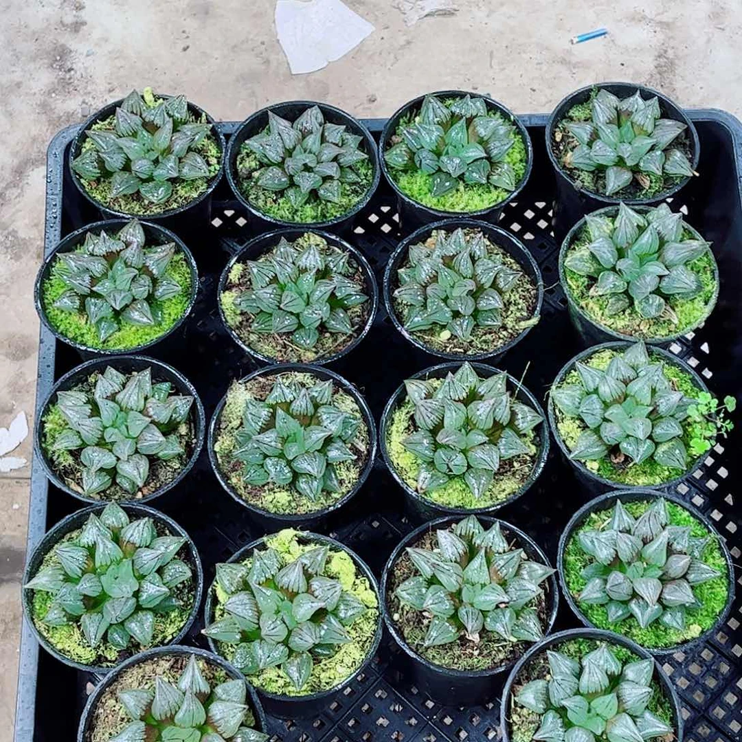 西瓜寿玉露一勿一拍