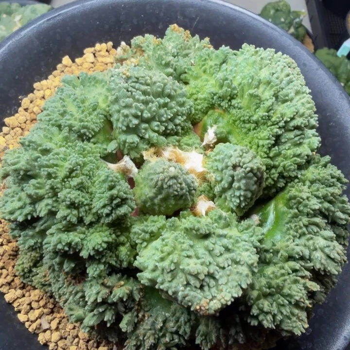 蓝色暴躁外星怒有疤特价