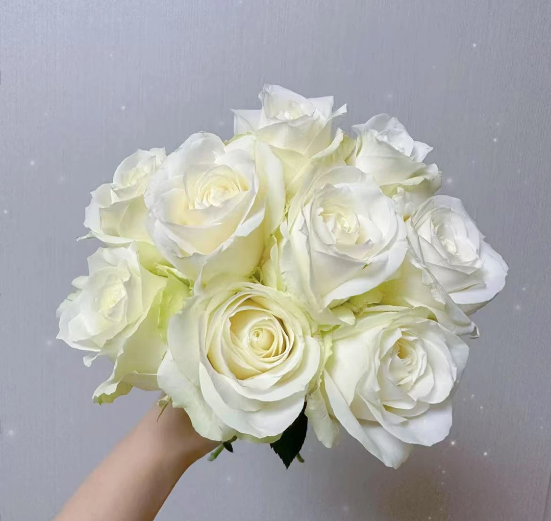 （曼）  白雪山15支+5支防损 鲜花任意满2单包邮