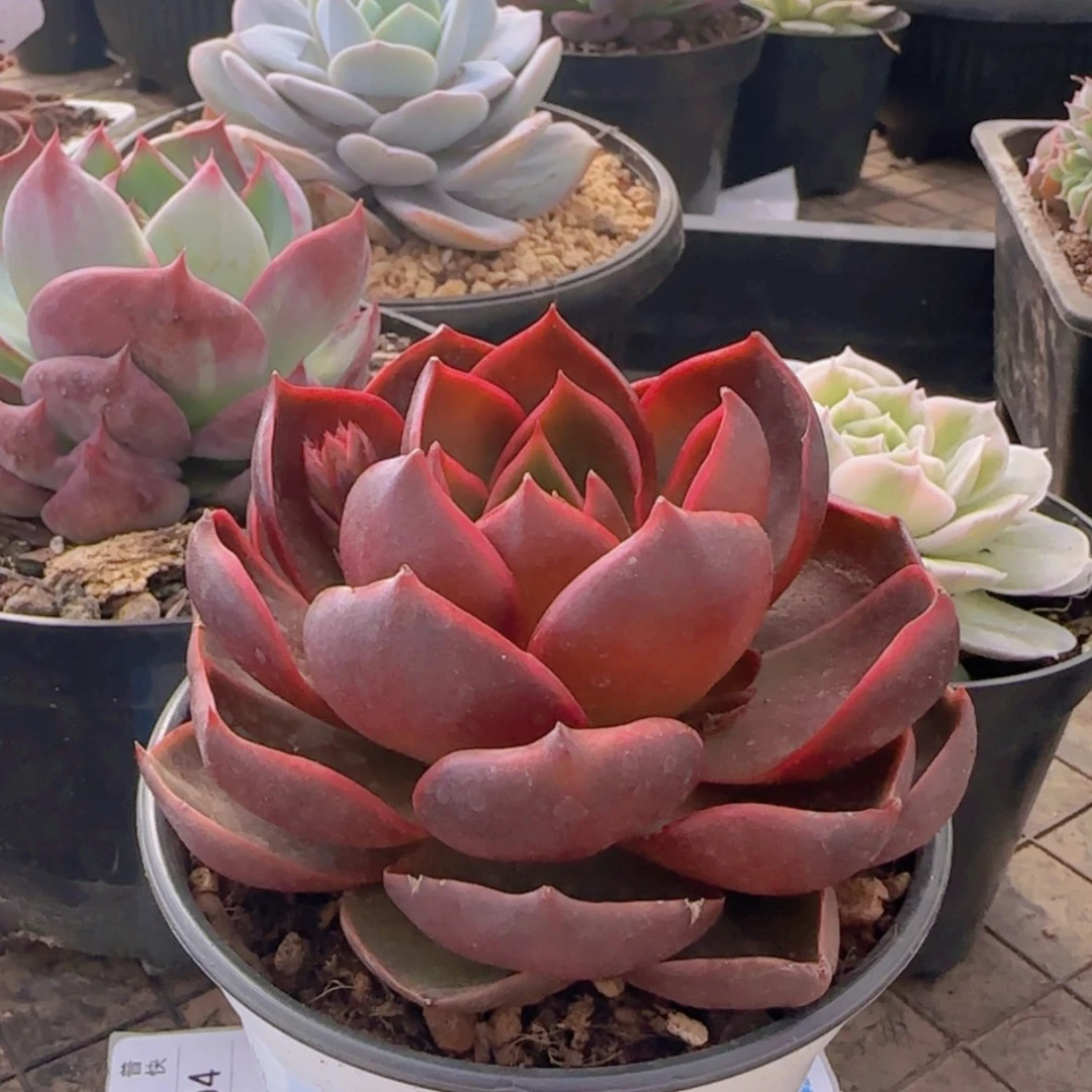 【闪购商品】大红灯