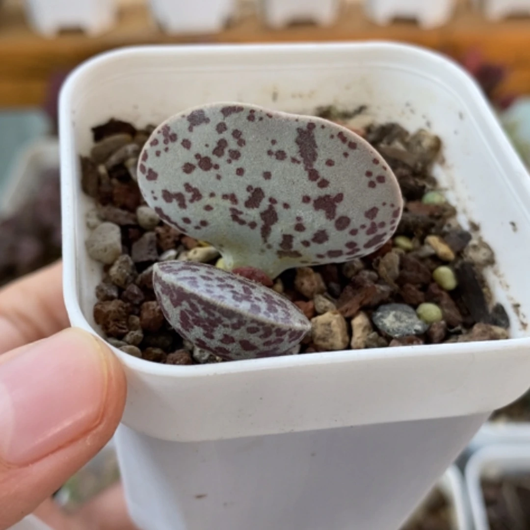 【闪购商品】无花朵花旦