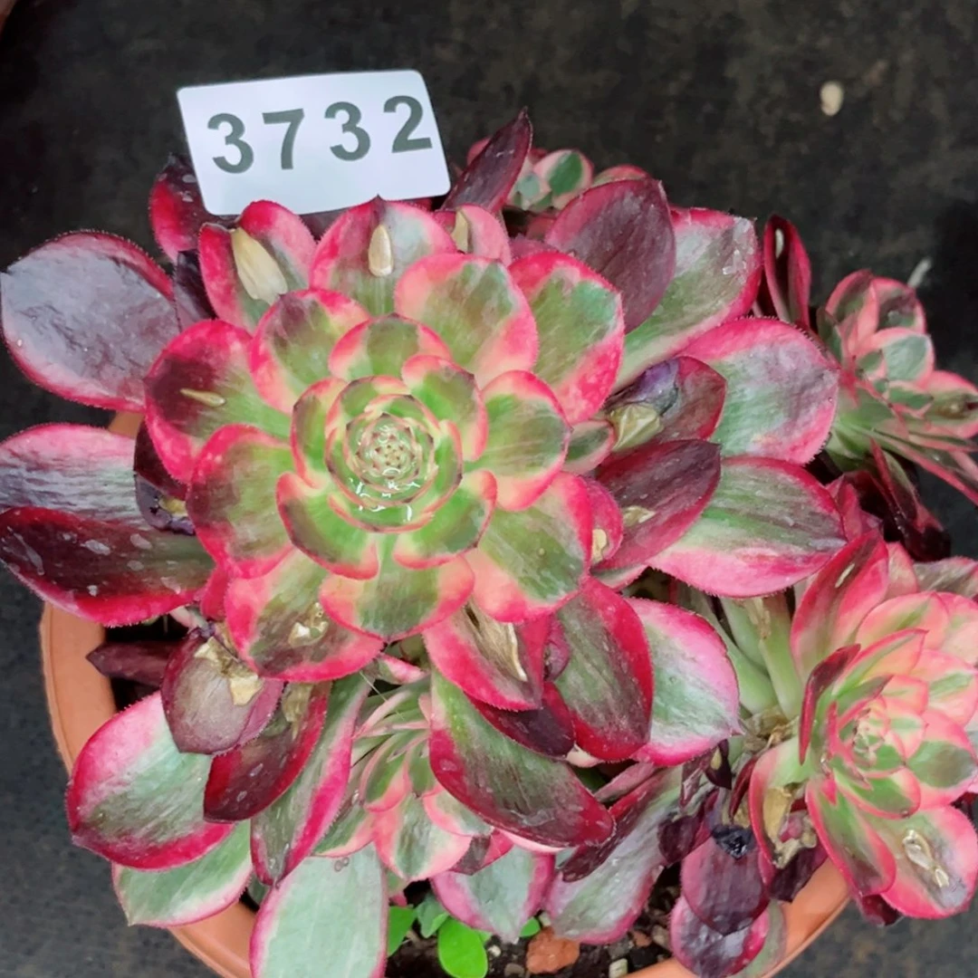 新品云荷多肉发货