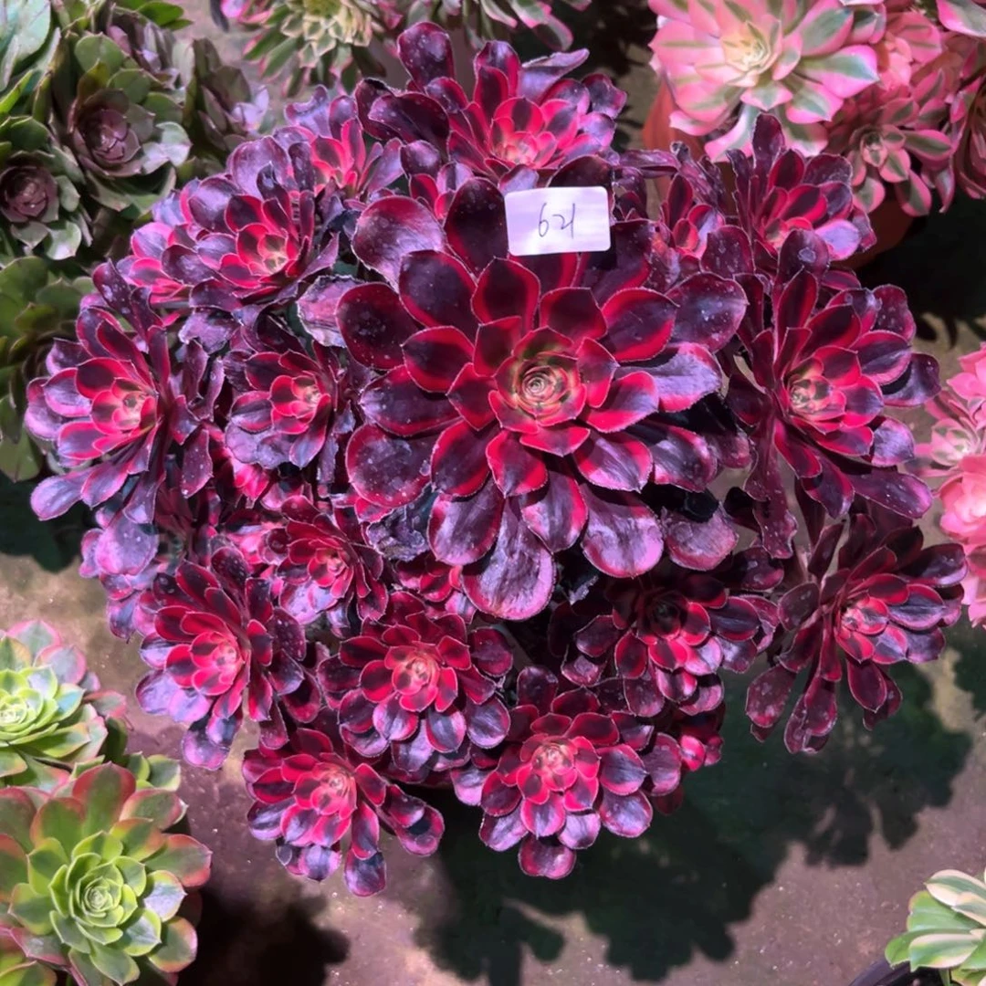 多肉植物丽娜621