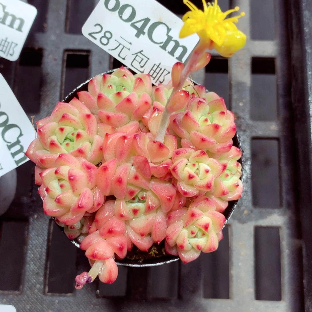 5厘米盆精控多肉604