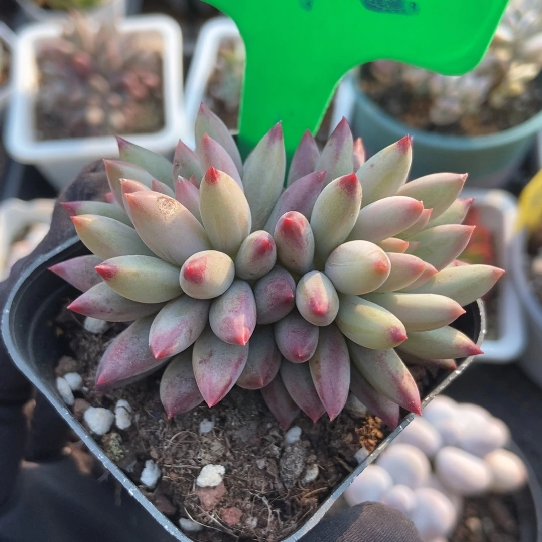 842虞美人多肉植物多肉