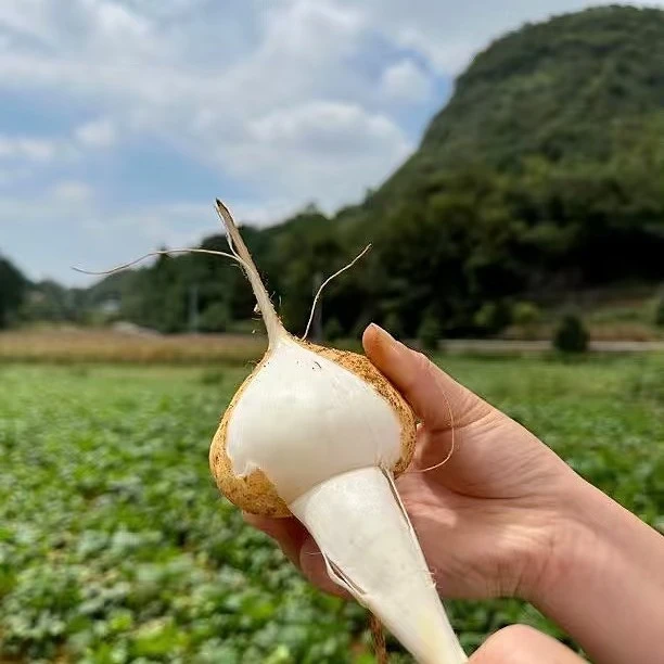 麻阳本地凉薯新鲜现挖现发杨少沙皮地萝卜应季水果