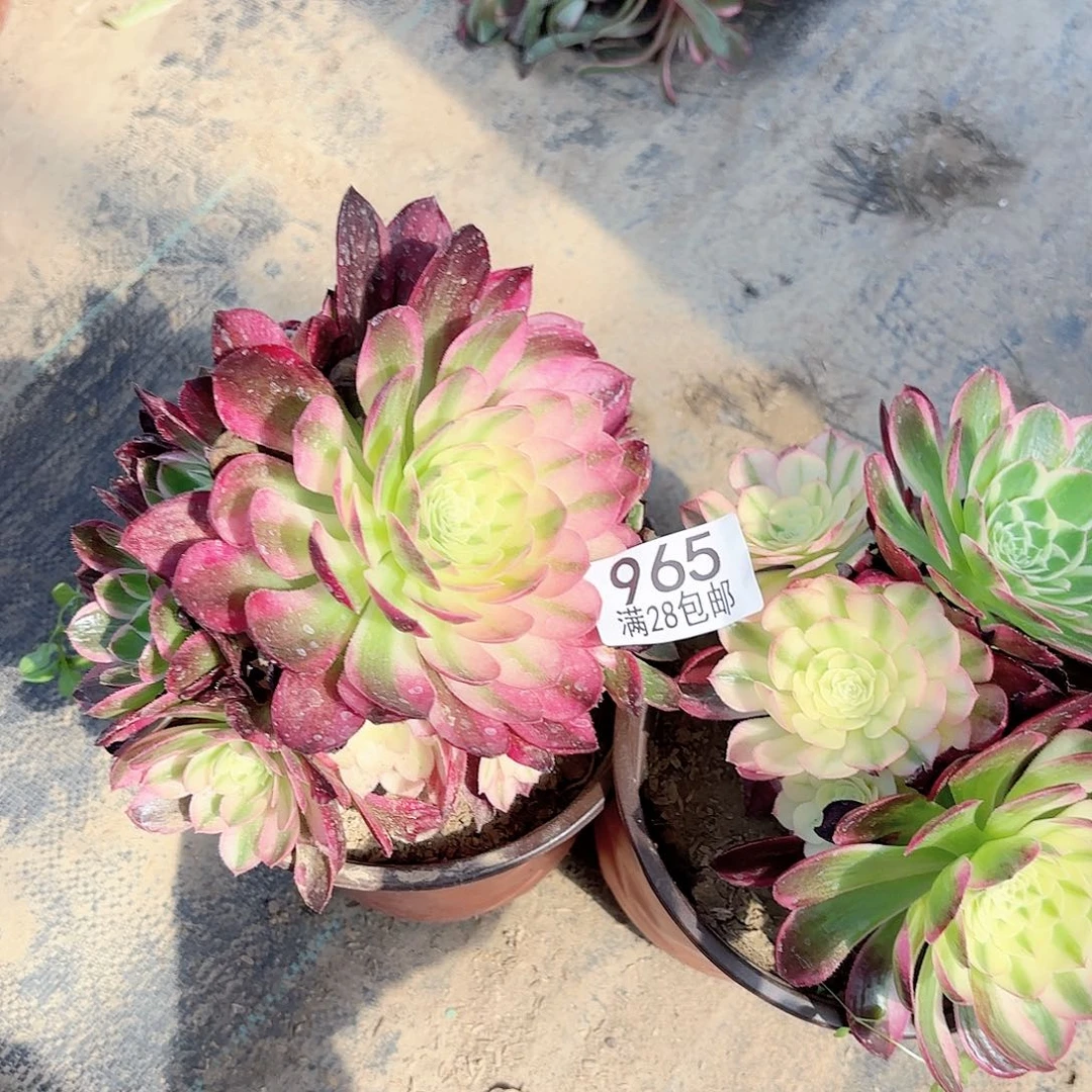 如*?K. 965两颗多肉111111