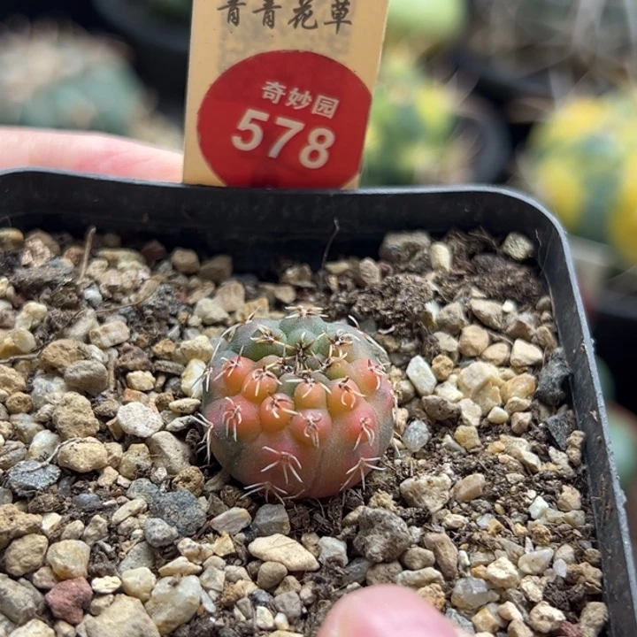 实生瑞昌玉锦1.9cm