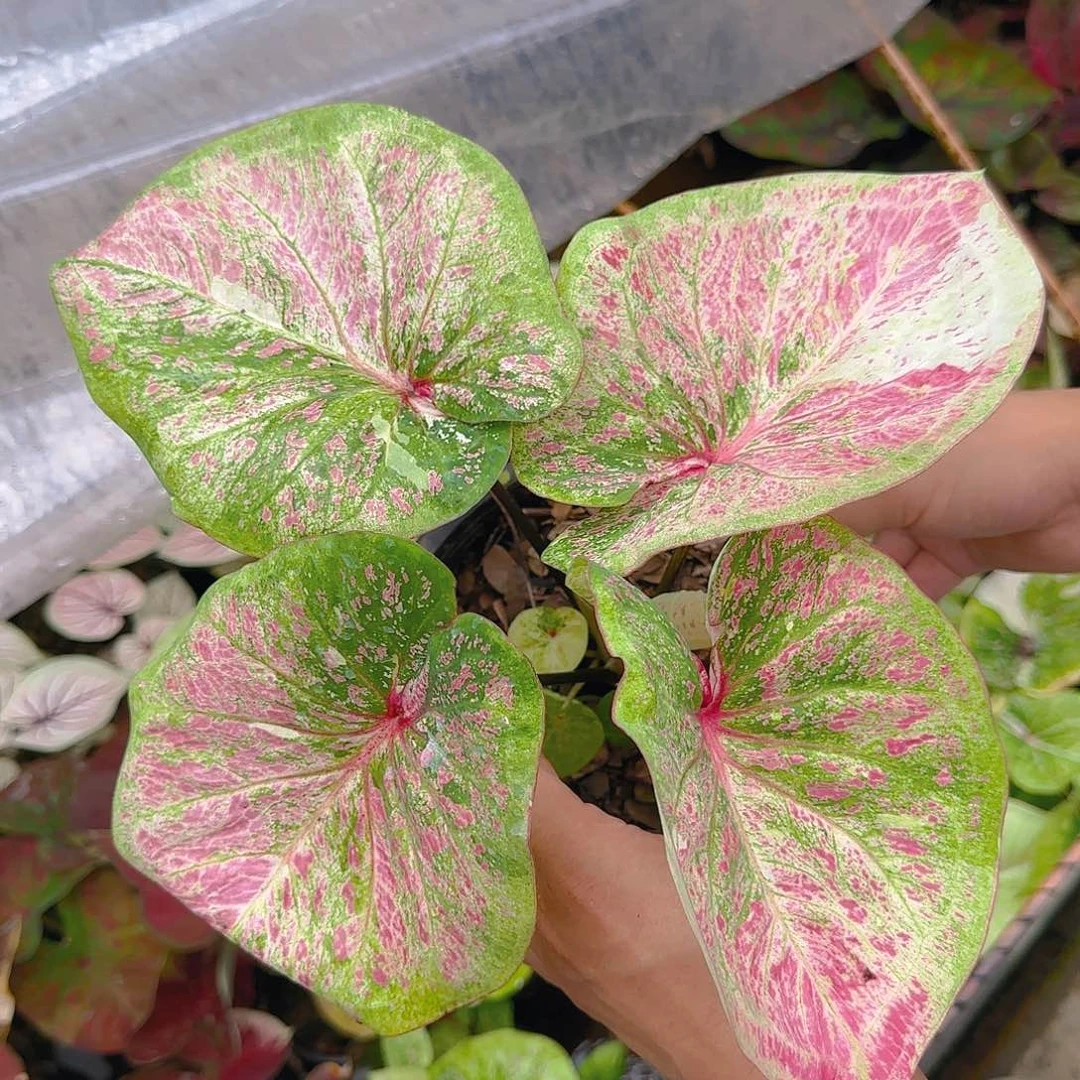 24-0628泰國發貨
