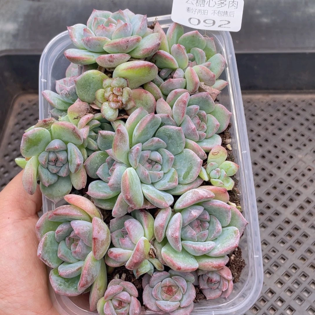 云糖心多肉植物92
