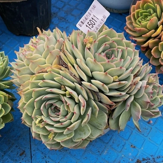 用****5粉色提示15011多肉