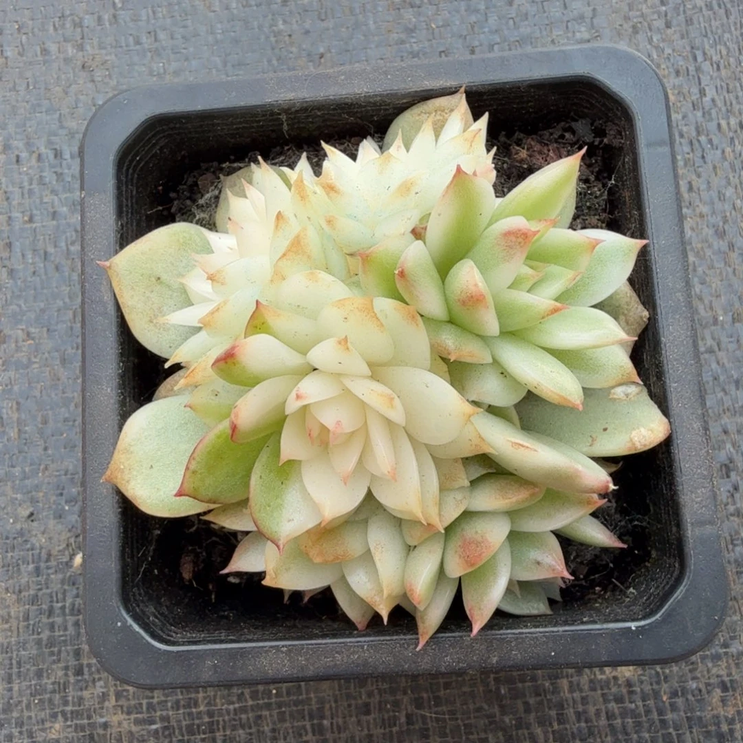 绿水晶玫瑰锦底座