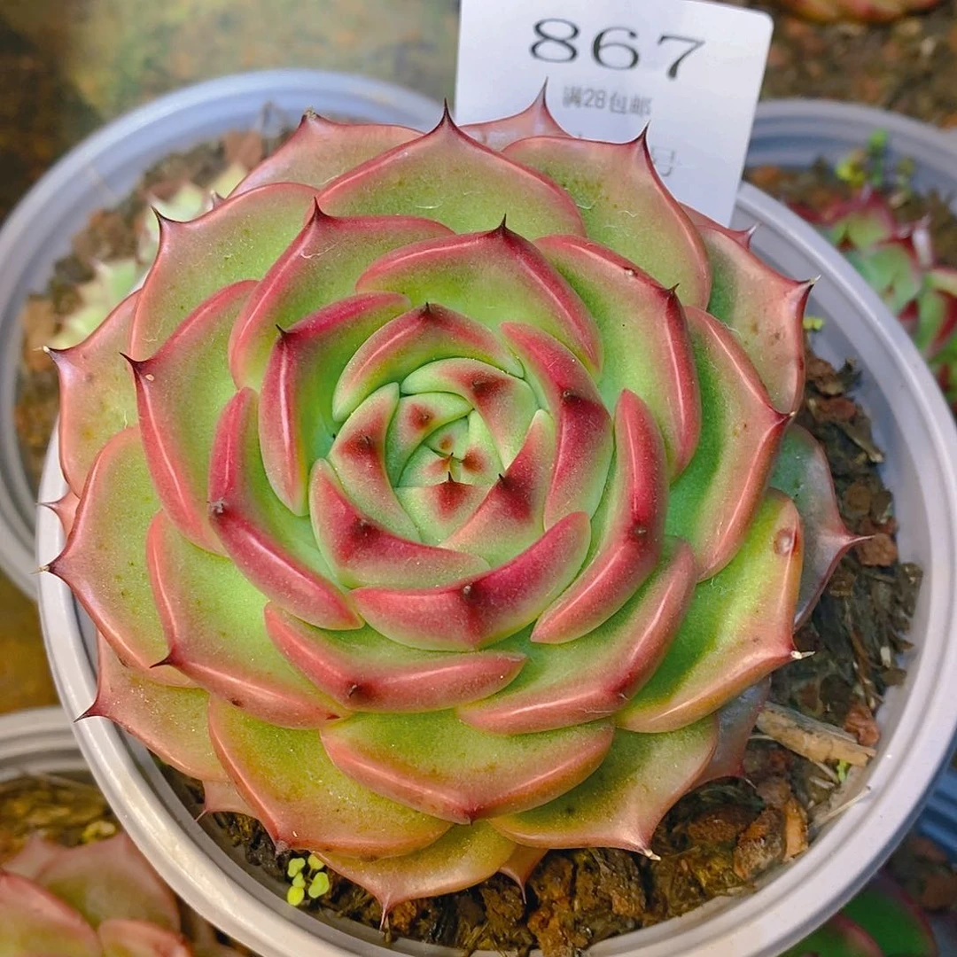 【闪购商品】?****?云867