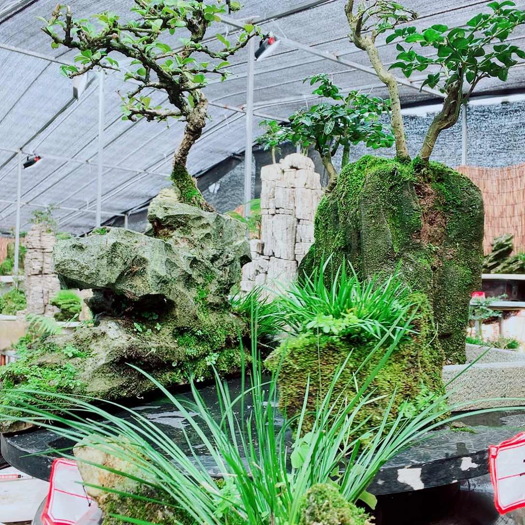 淡***风无花朵意阔老师家不带盆