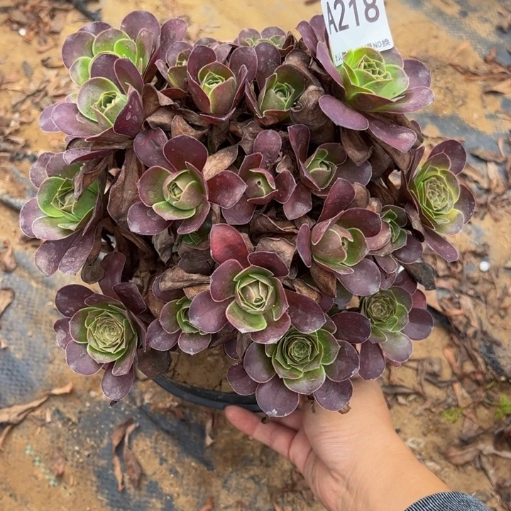 甜***沐魅金玫瑰多肉植物218.