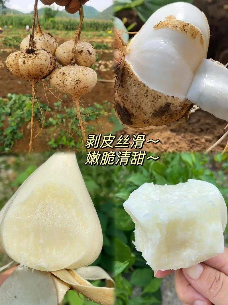 贵州紫云高山黄沙土脆甜地萝卜凉薯新鲜应季果蔬