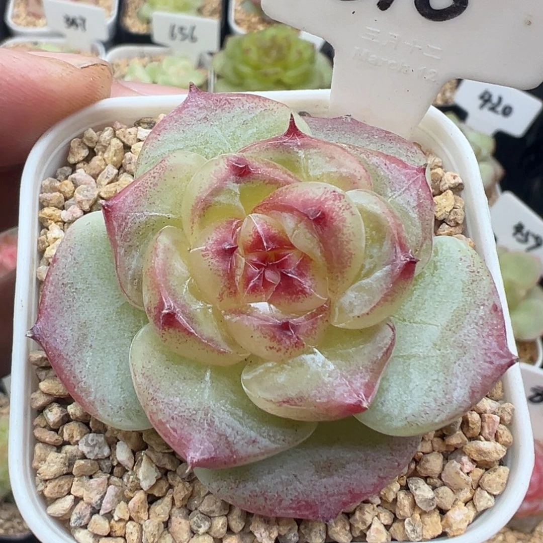 810号绿菩提 晗雨多肉