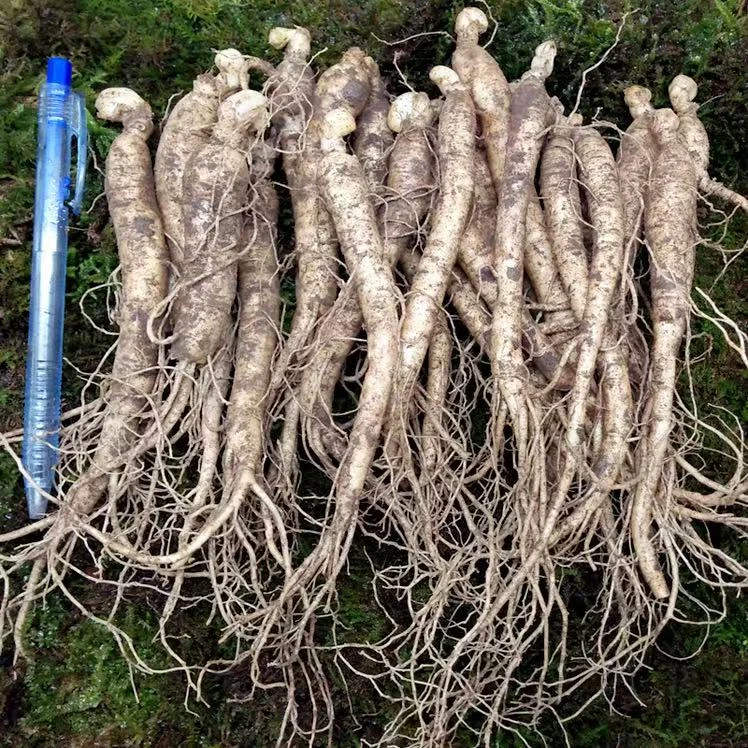 新鲜长白山人参苗 室内室外种植可食用可盆栽地栽带芽孢人参苗