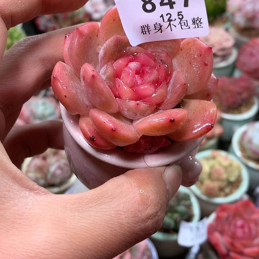 精控拇指盆12.5847