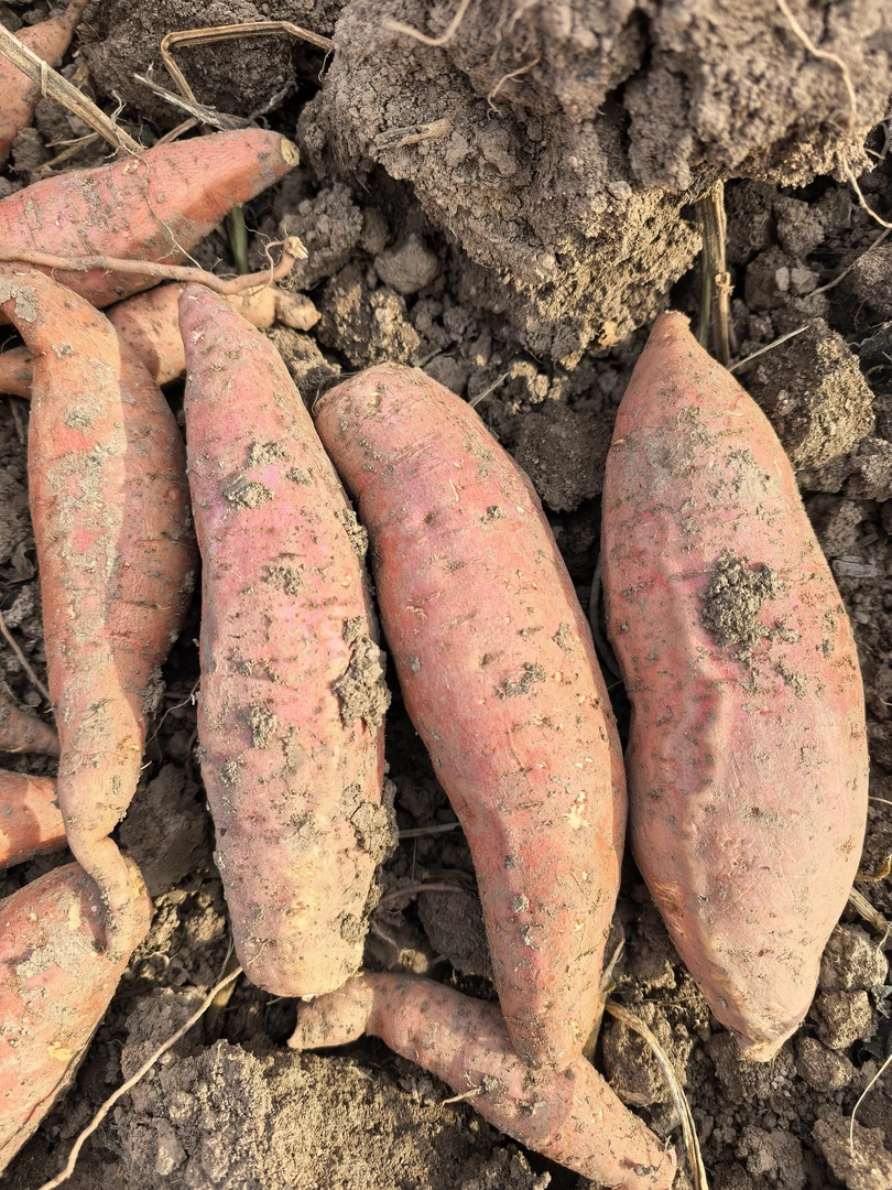 山东烟薯25号红薯烤地瓜糖心稀软流油蜜薯香甜番薯5斤新鲜美味