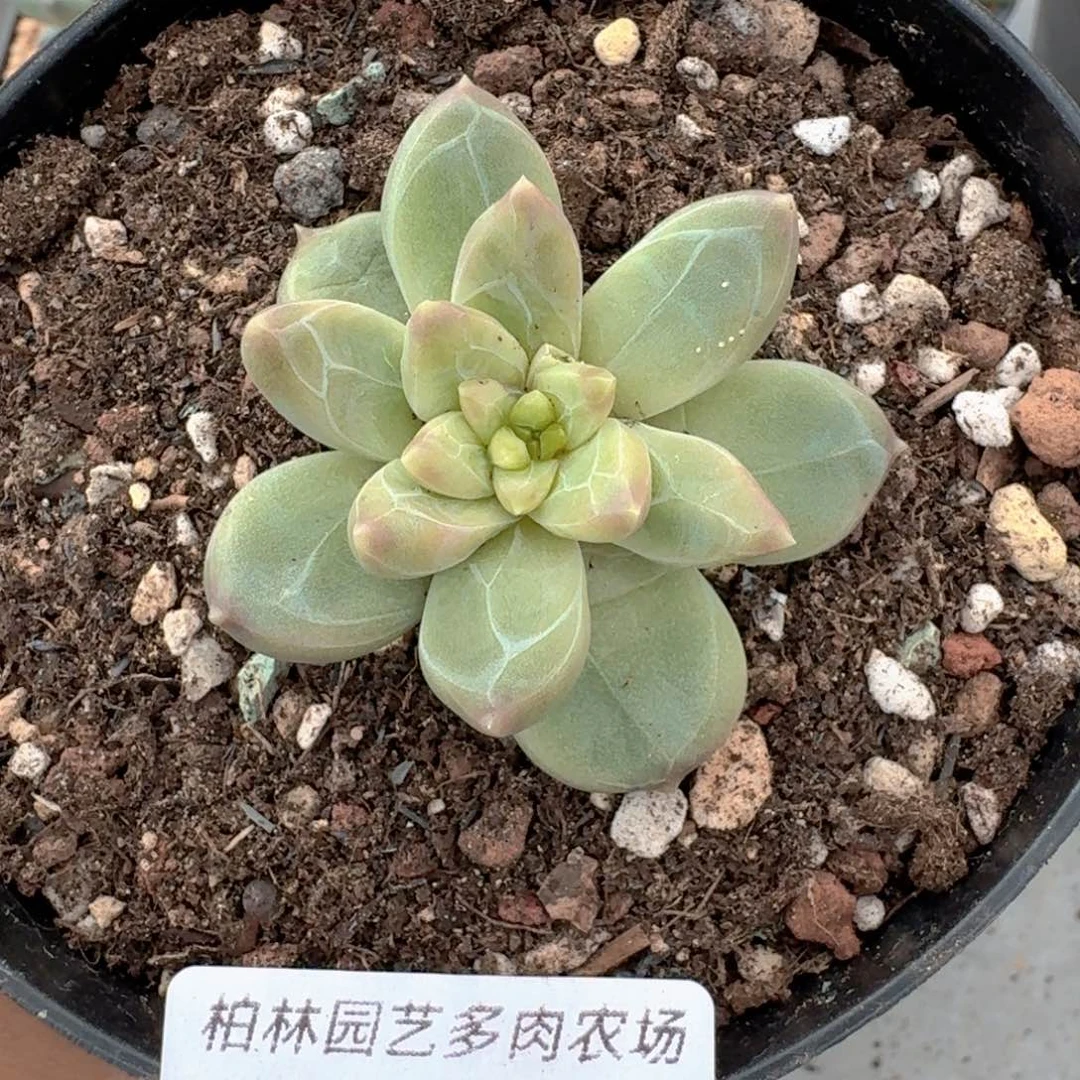 037 美人杂交 一物一拍