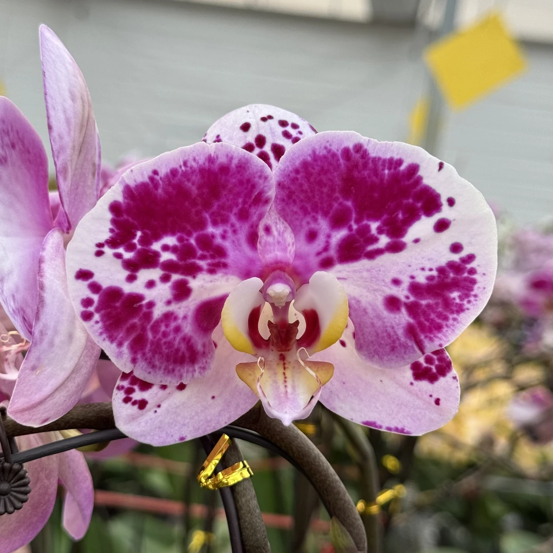 蝴蝶兰【彩虹熊猫】轻微叶损掉花介意勿拍 带花带花苞发货