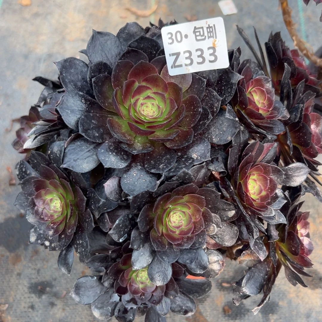 333赤艳连多肉法师