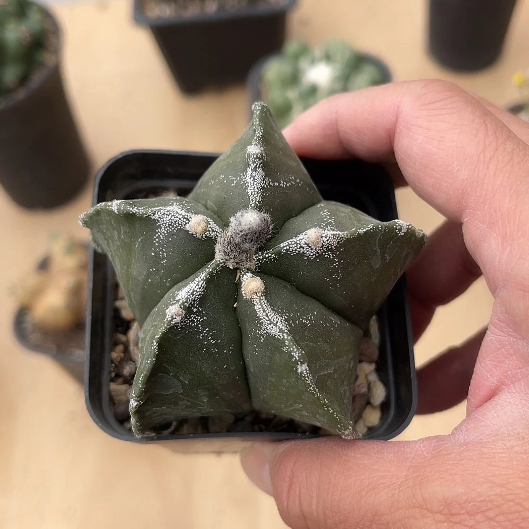 实生雪顶鸾凤玉一物一拍