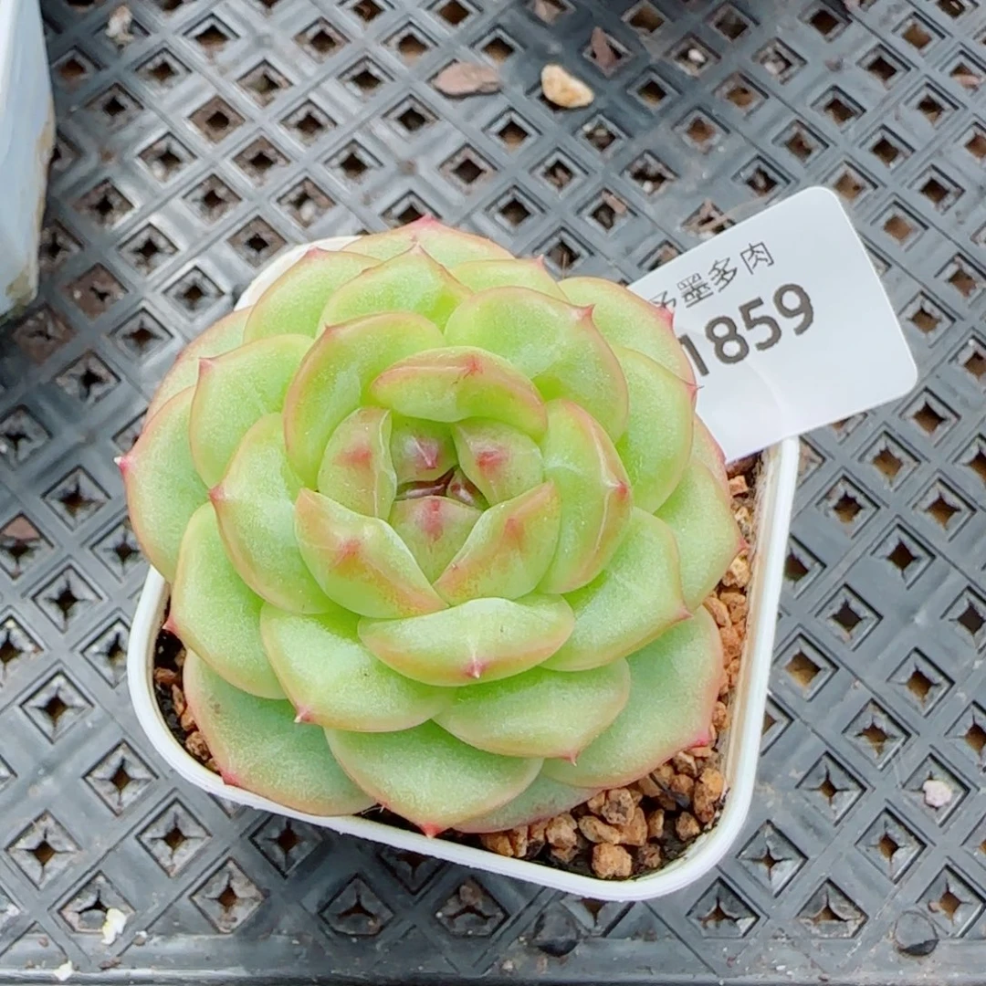 雪柠美人，1859多肉植物